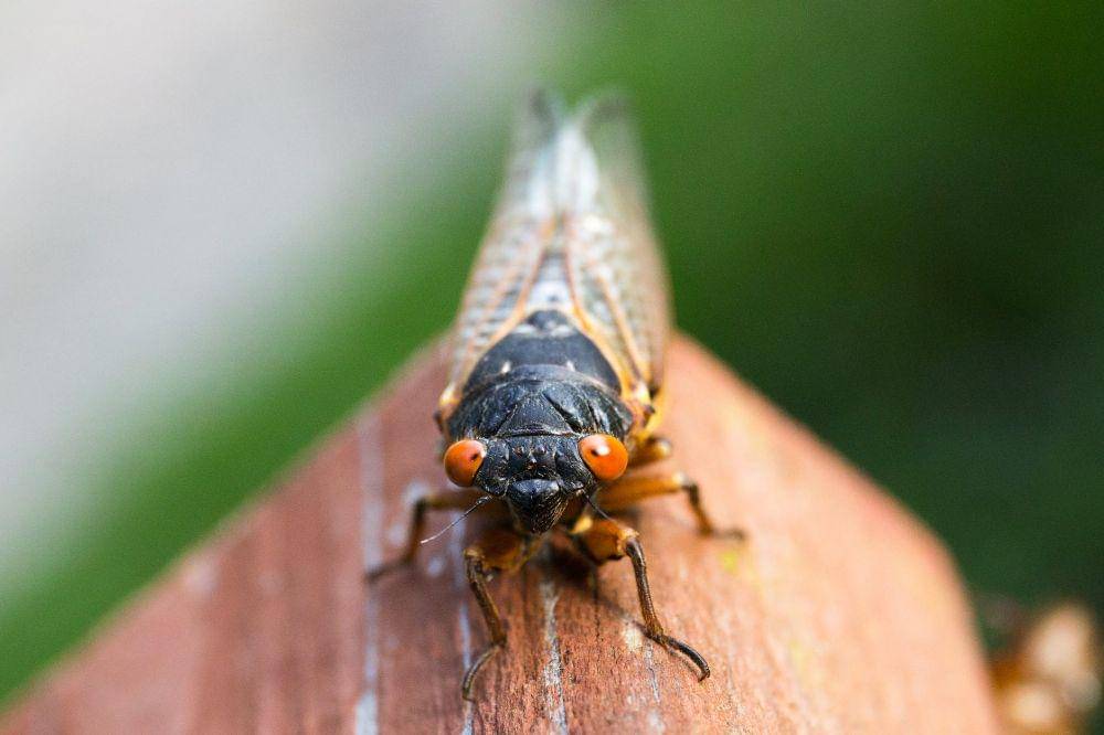 Suara cicada cukup melengking sampai mengganggu burung di udara. (pexels.com/Michael Kropiewnicki)