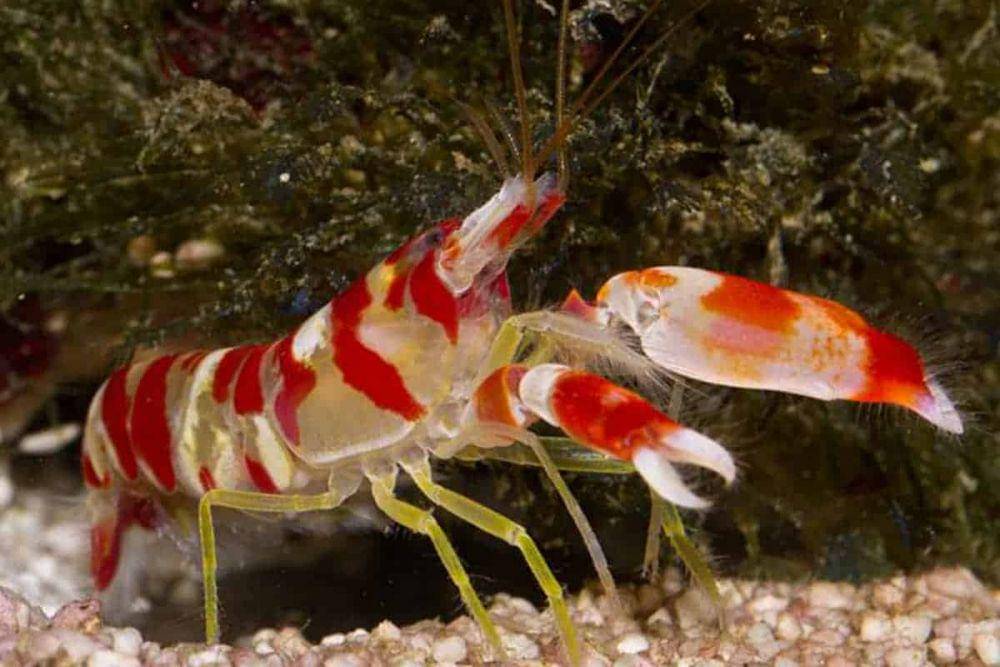 Udang pistol harimau menjerat mangsanya dengan suara keras. (dok. Aquarium Breeder)