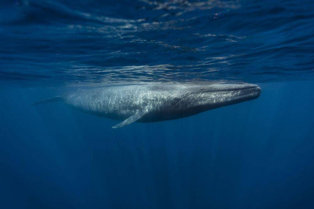 Paus biru termasuk mamalia terbesar di dunia dan punya suara keras. (dok. Oceana)