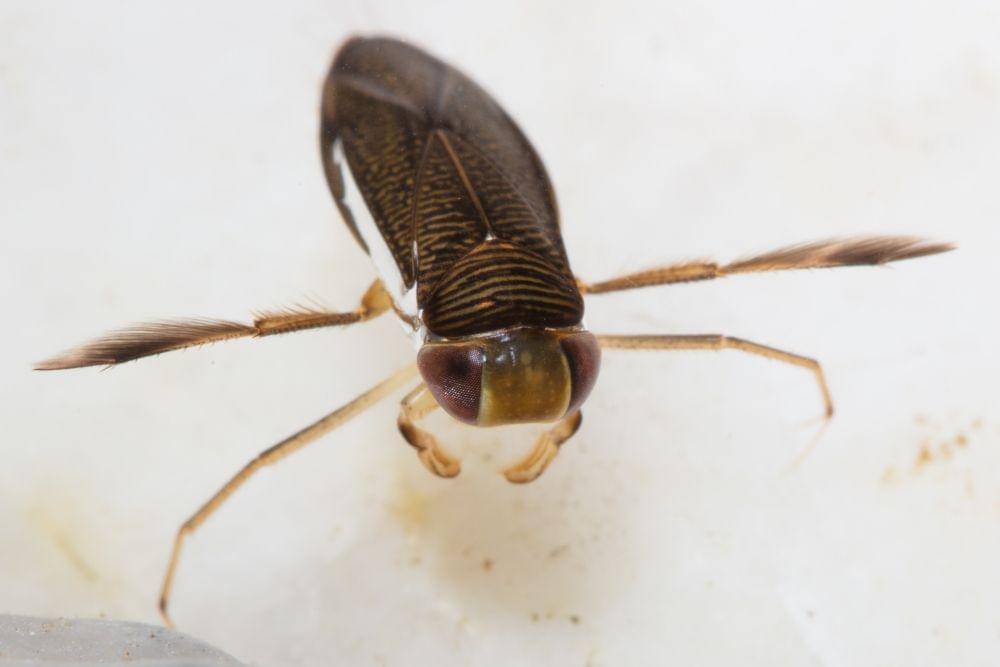 Water boatman memiliki penis yang bisa mengeluarkan suara nyaring. (dok. The Microscopic Life of Shetland Lochs)
