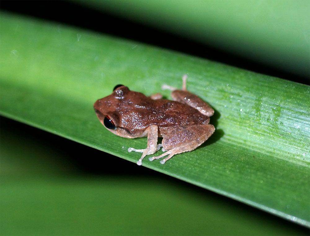 Meskipun ukurannya kecil, katak coqui punya suara yang sangat keras. (dok. Island Conservation/Aaron Fellmeth)