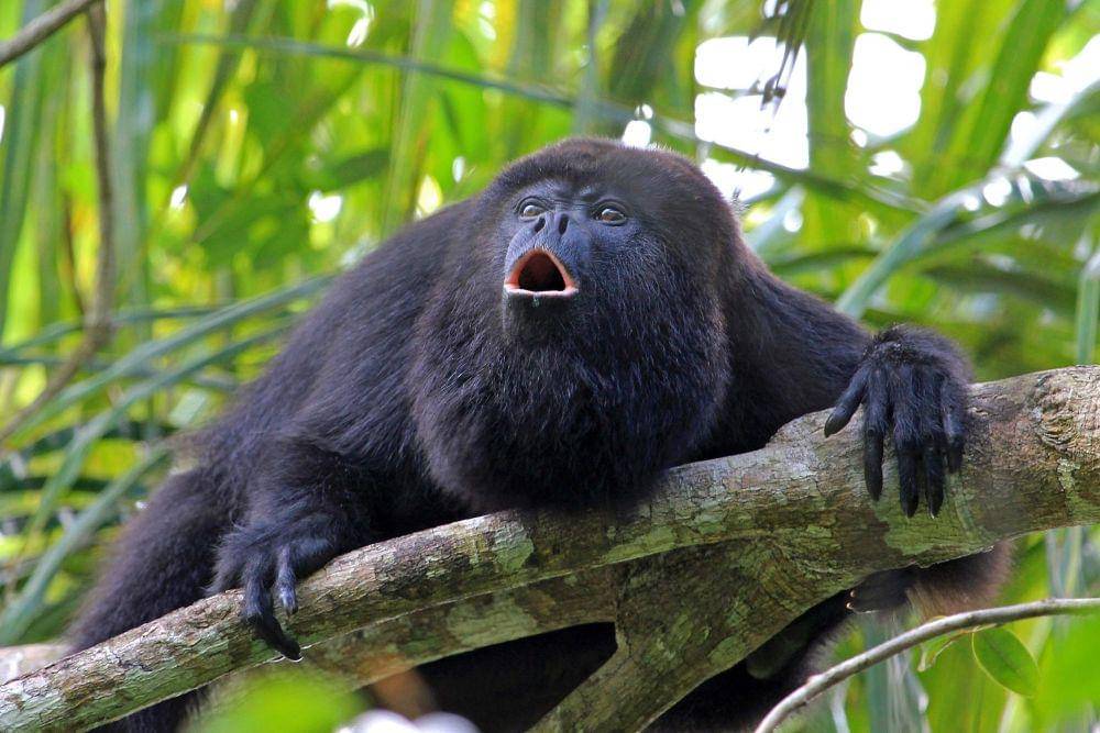Monyet howler menjadi jenis primata dengan suara paling keras. (dok. SciTech Daily)