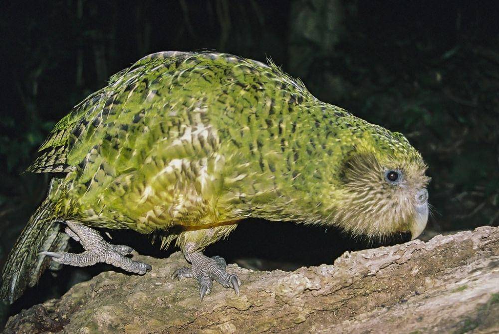 Burung kakapo tidak bisa terbang tapi punya suara keras. (dok. Birds Info)