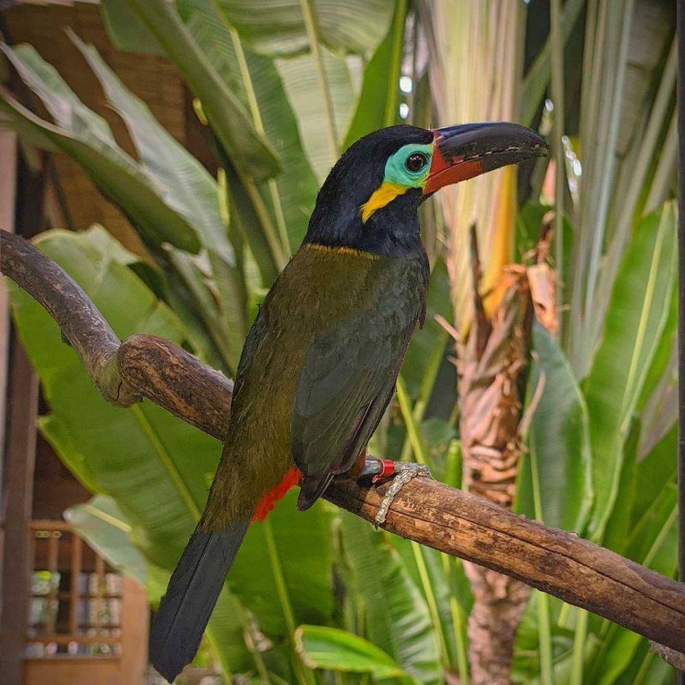 Bali Bird Park (instagram.com/balibirdpark)