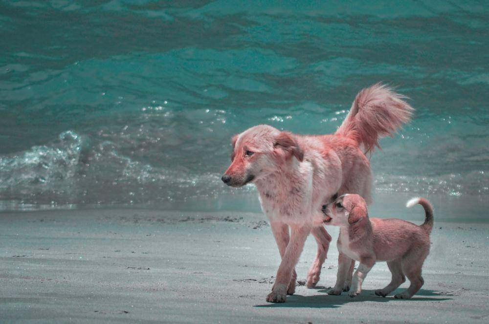 ilustrasi induk anjing dan anaknya (unsplash.com/Divya Agrawal)