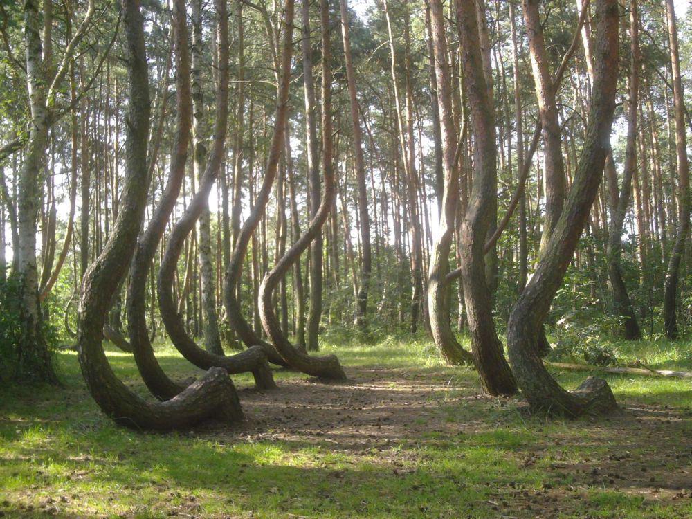 5 Hutan yang Diketahui Paling Berbahaya di Dunia, Apa Alasannya?