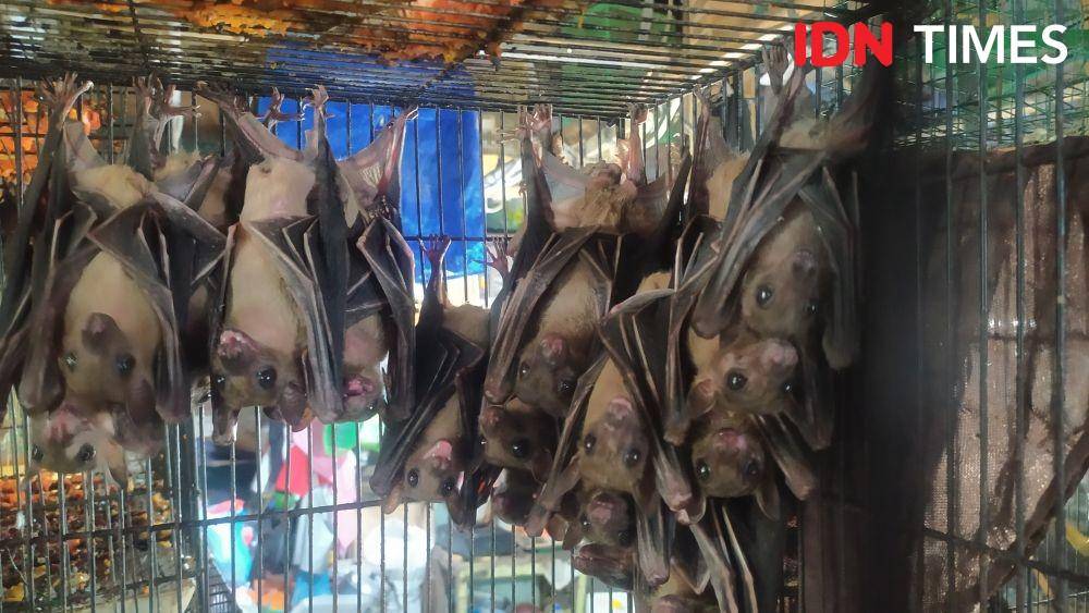 Sejumlah kelelawar bergelantungan di dalam kandang milik pedagang Pasar Karimata Semarang. (IDN Times/Fariz Fardianto)
