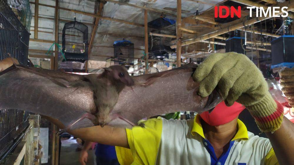 Seorang pedagang Pasar Karimata Semarang menunjukan seekor kelelawar yang sering dibeli pelanggannya. (IDN Times/Fariz Fardianto)
