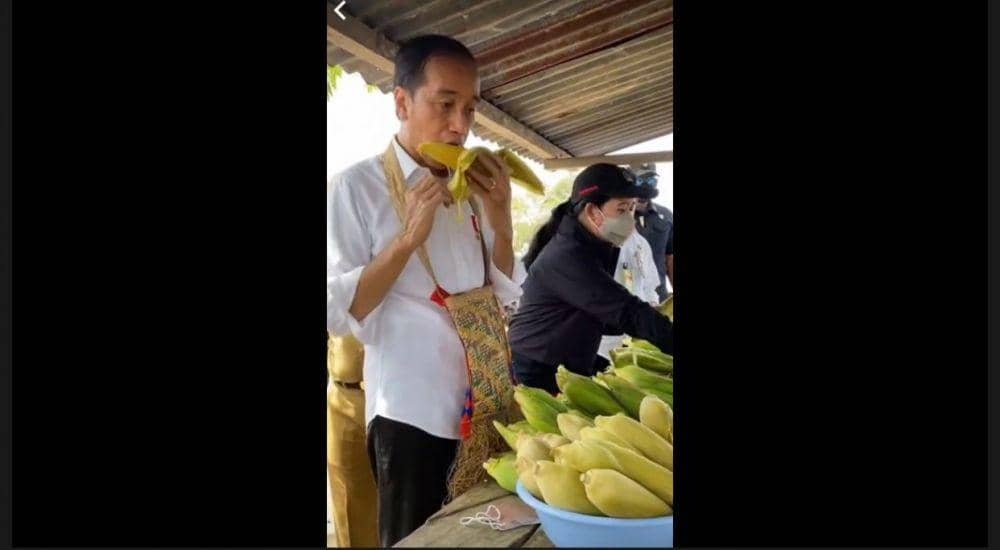Momen Jokowi Lahap Nikmati Jagung Rebus saat Kunker di Sorong