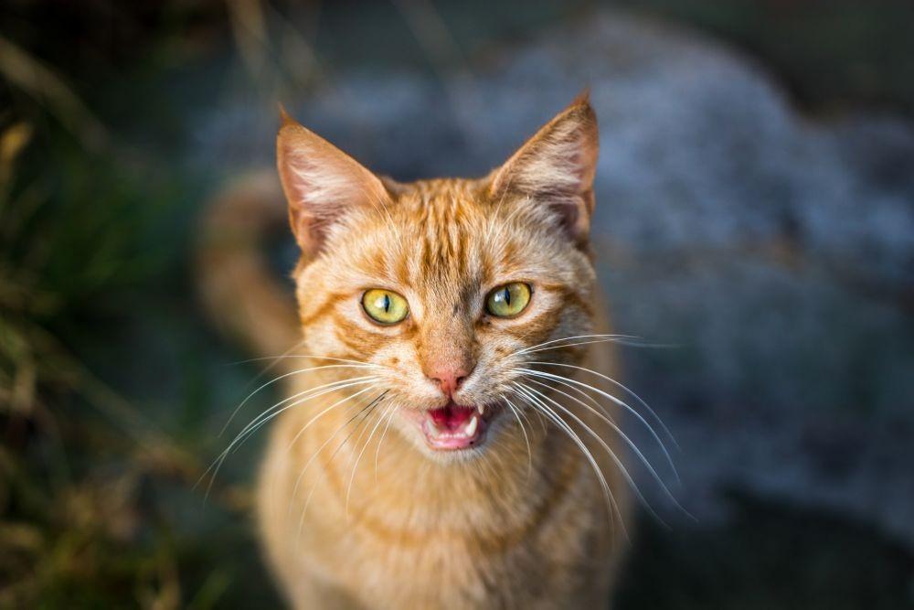 Mengapa Kucing Tidak Bisa Mengaum? Padhal Kerabat Singa, Ini Faktanya!