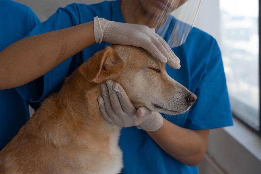 ilustrasi anjing yang sedang diperiksa oleh dokter hewan (pexels.com/Mikhail Nilov)