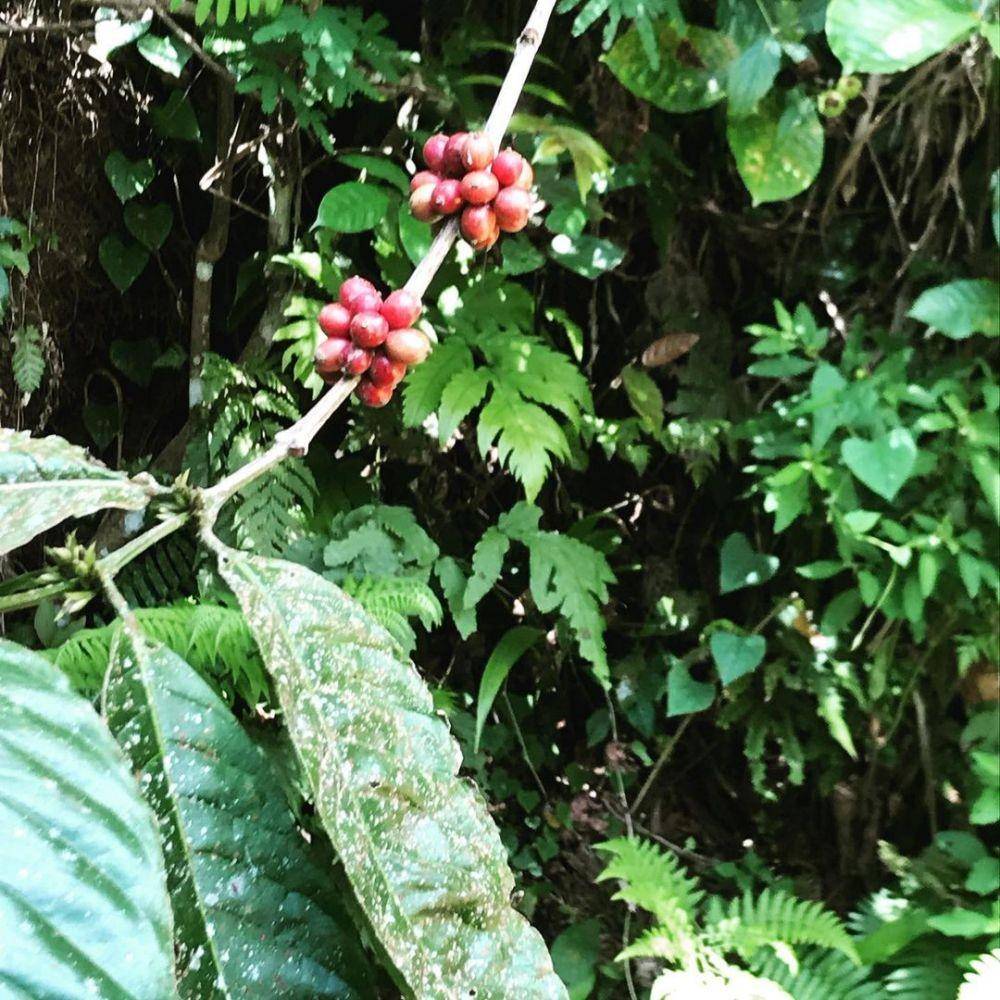 (instagram.com/villacostplentybali)