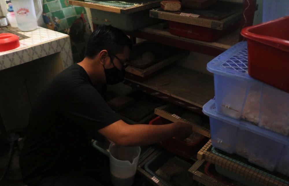 Firman saat memberi makan landak-landak yang iakembangbiakkan. IDN Times/Alfi Ramadana