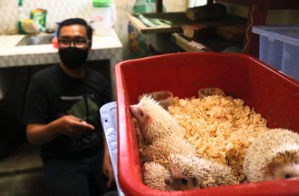 Beberapa anakan landak mini yang sudah siap untuk dijual. IDN Times/Alfi Ramadana