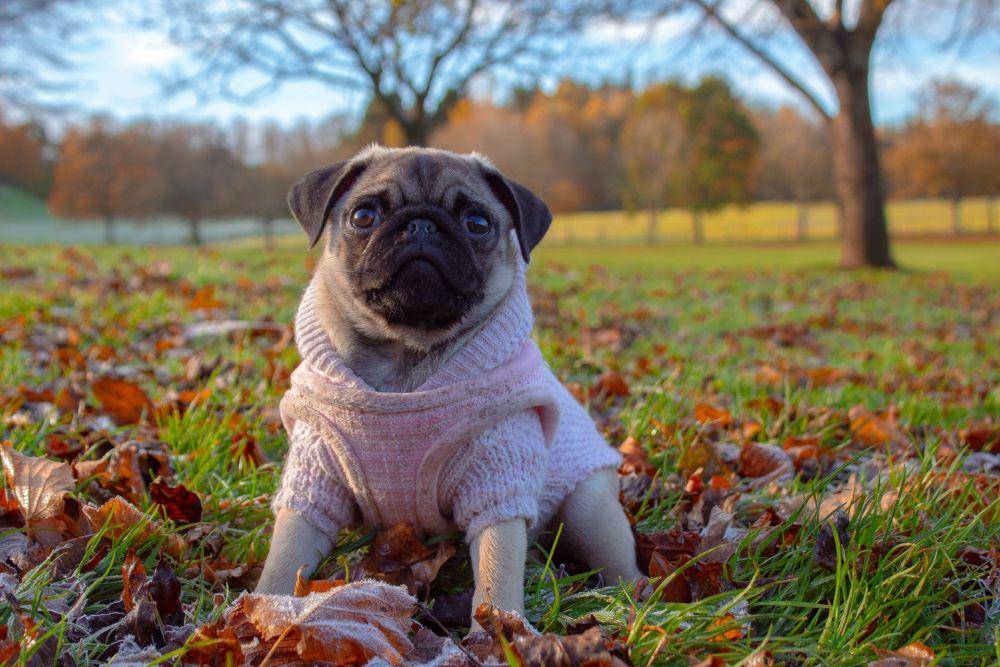 ilustrasi hewan anjing (unsplash.com/Ashleigh Robertson)