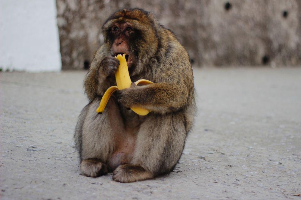 ilustrasi monyet makan pisang (unsplash.com/Audronė Locaitytė)