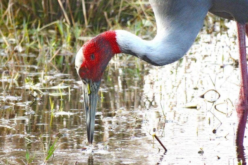 Seekor bangau sarus sedang mencari makan. (commons.wikimedia.org/Anupom sarmah)