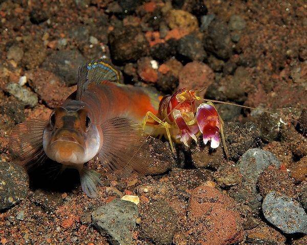 ilustrasi ikan goby dan udang pistol (flickr.com/Steve Childs)
