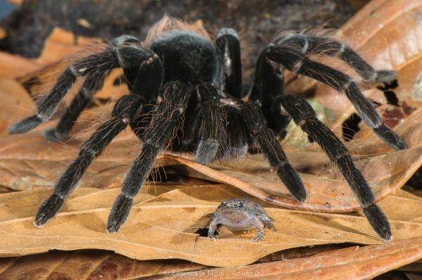 ilustrasi tarantula dan katak (wildfocus.org)