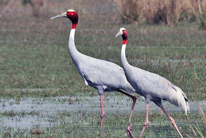 6 Fakta Menarik Sarus Crane, Bangau Elegan Setinggi Orang Dewasa