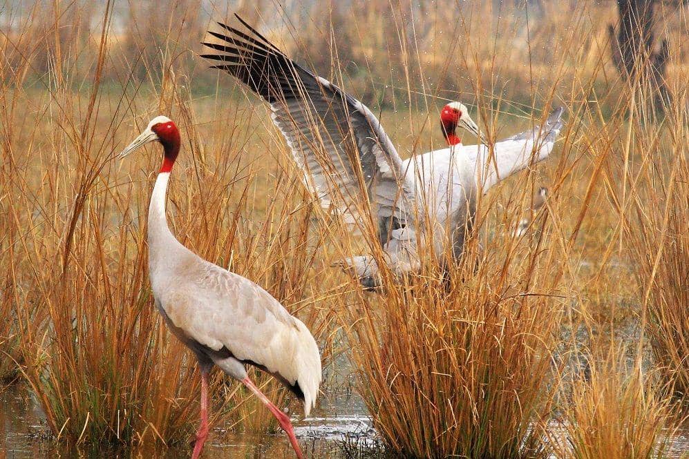 Sepasang bangau sarus melakukan ritual kawin. (commons.wikimedia.org/Rodrick rajive lal)