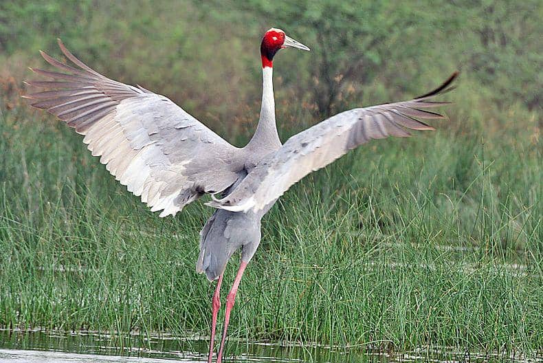 Seekor bangau sarus merentangkan sayap lebarnya. (commons.wikimedia.org/J.M.Garg)