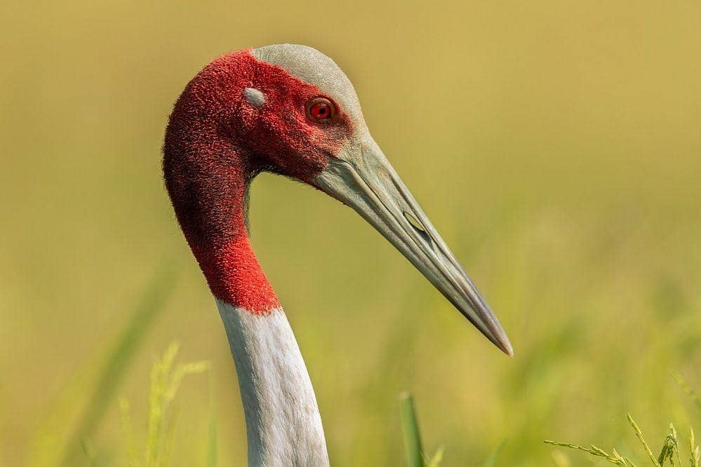 tampak dekat kepala bangau sarus (commons.wikimedia.org/CLPramod)