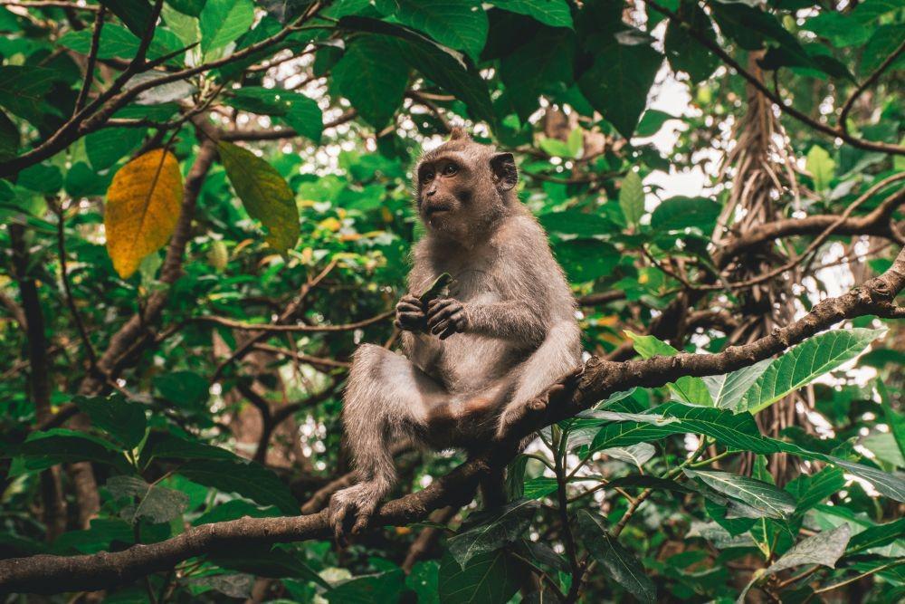 ilustrasi monyet (unsplash.com/Unknown Wong)