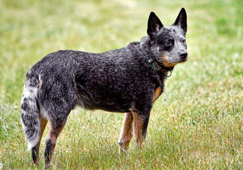 Australian cattle dog (en.wikipedia.org)