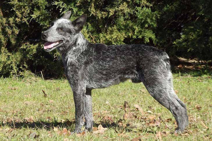 Australian stumpy tail cattle dog (akc.org)