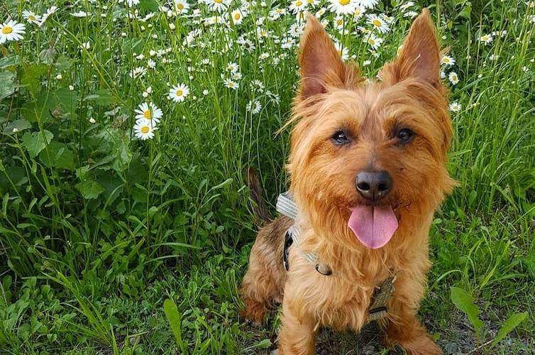 Australian terrier (barkpost.com)
