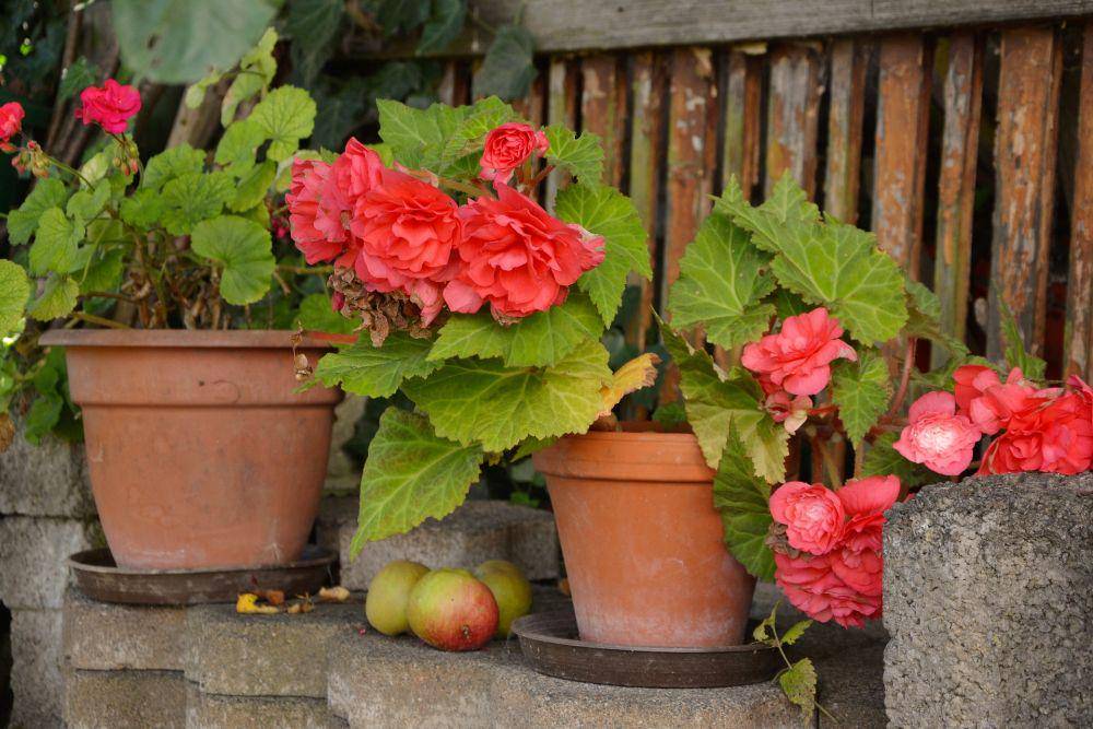 ilustrasi tanaman begonia (pixabay.com/congerdesign)