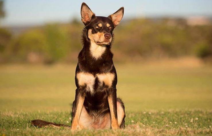 ilustrasi anjing Kelpie Australia (purina.com.au)