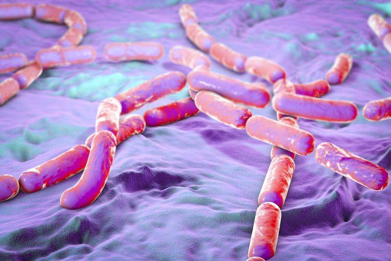 ilustrasi bakteri Bacillus cereus (foodsafetynews.com)