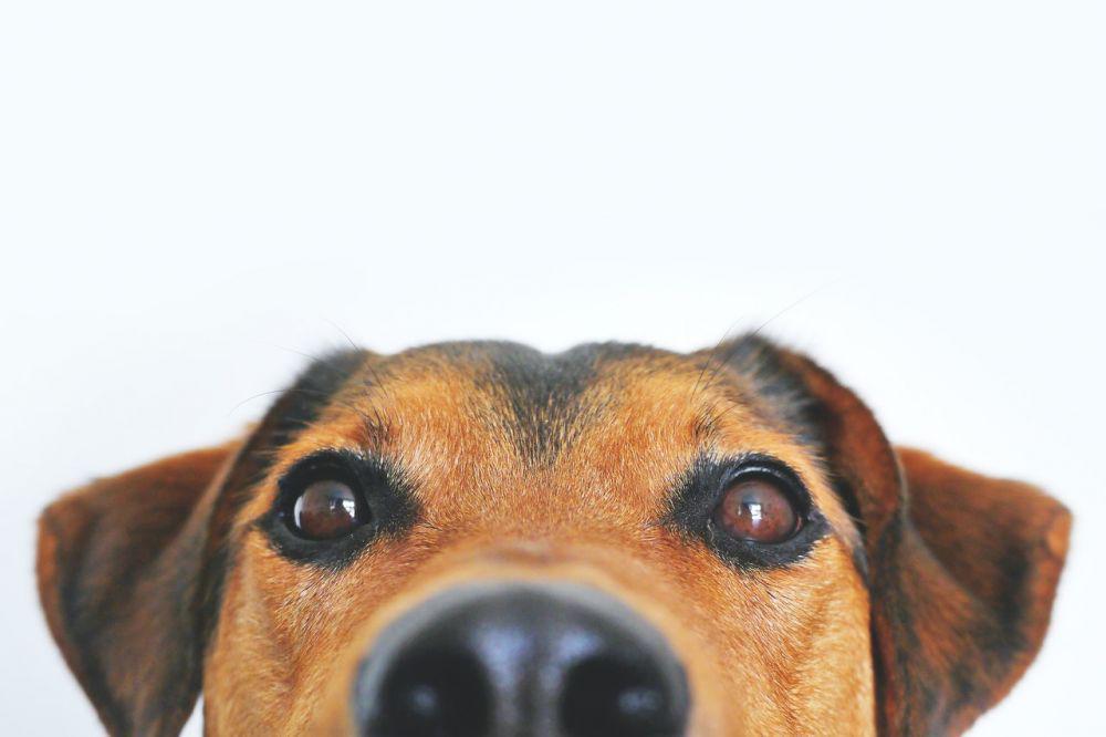 Berpotensi Menyebabkan Kebutaan, Fakta Glaukoma pada Anjing