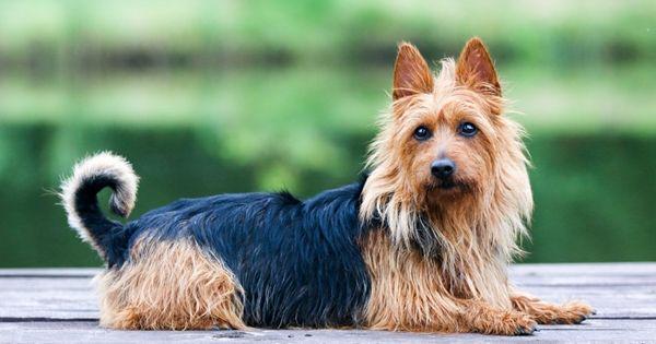 Australian terrier (a-z-animals.com)