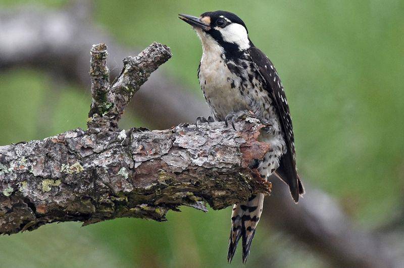 Red cockaded woodpeckers (ebird.org)