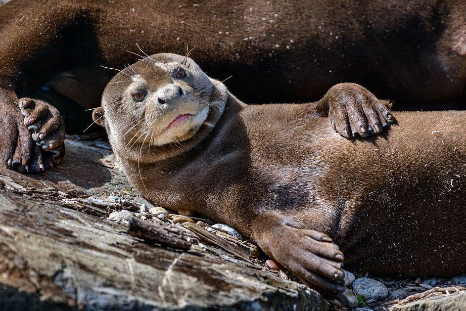 7 Fakta Menarik Giant Otter, Predator Sukses Pesaing Jaguar