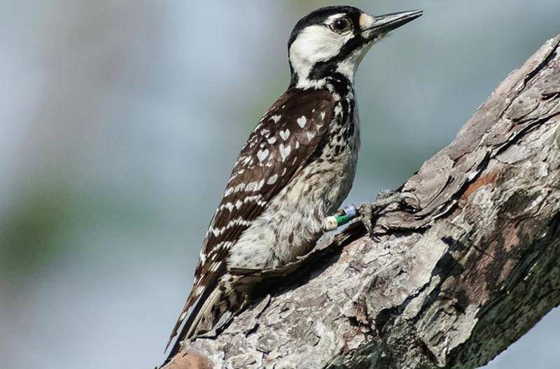 Red cockaded woodpeckers (allaboutbirds.org)