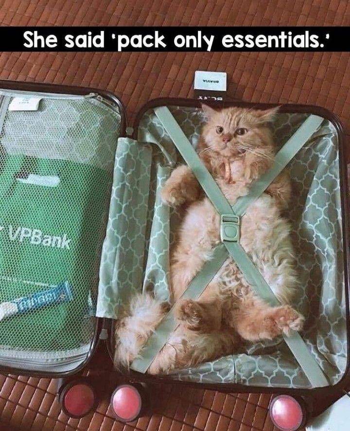 potret kucing 'dikemas' (instagram.com/cutekittykingdom)