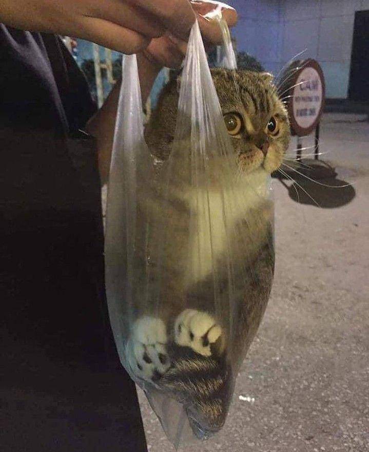 potret kucing 'dikemas' (instagram.com/kucingmeongid)