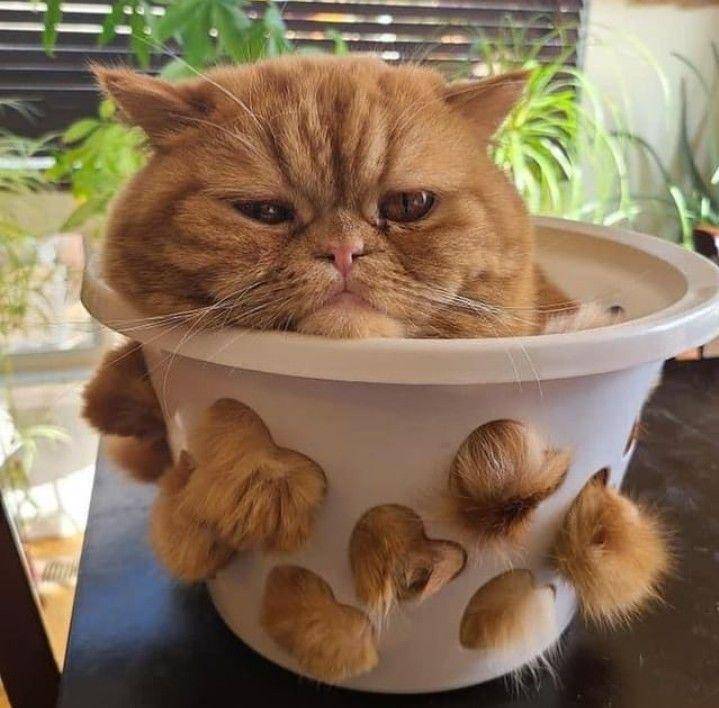 potret kucing 'dikemas' (instagram.com/kucingmeongid)