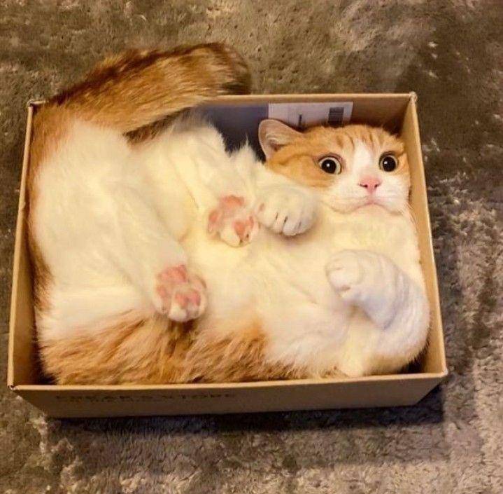 potret kucing 'dikemas' (instagram.com/kucingmeongid)