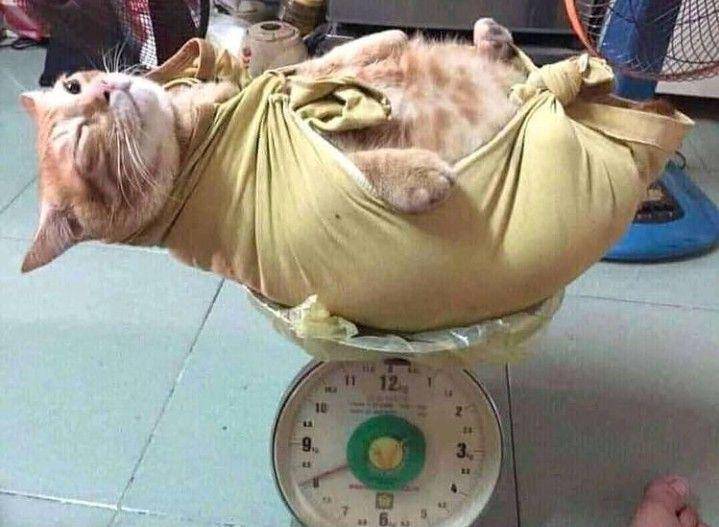 potret kucing 'dikemas' (instagram.com/kucingmeongid)