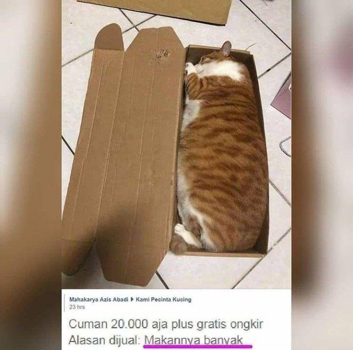 potret kucing 'dikemas' (instagram.com/kucingmeongid)