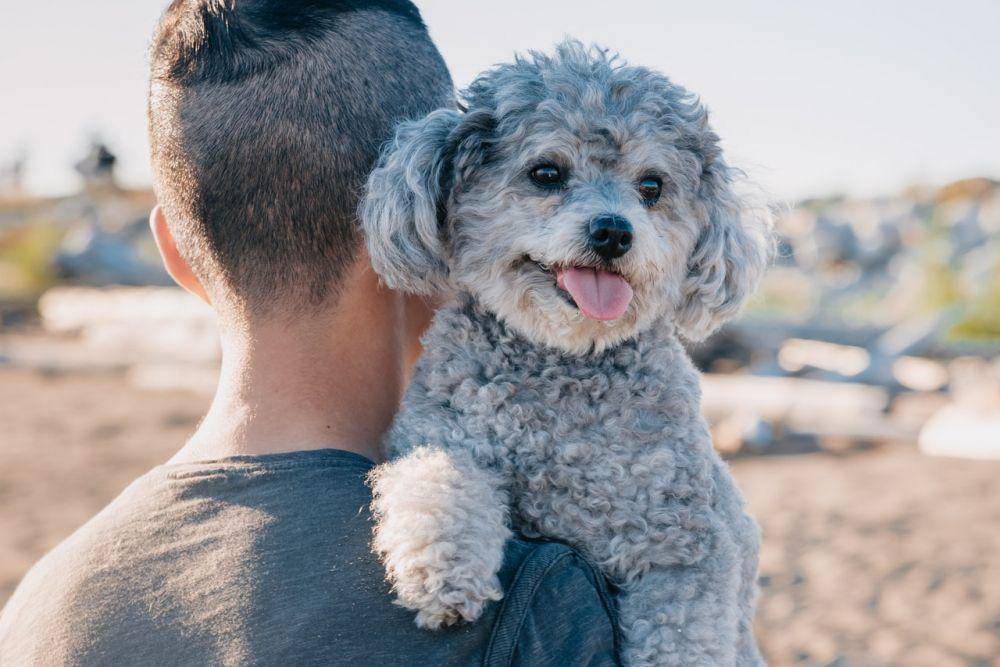 ilustrasi hewan anjing (pexels.com/PNW Production)