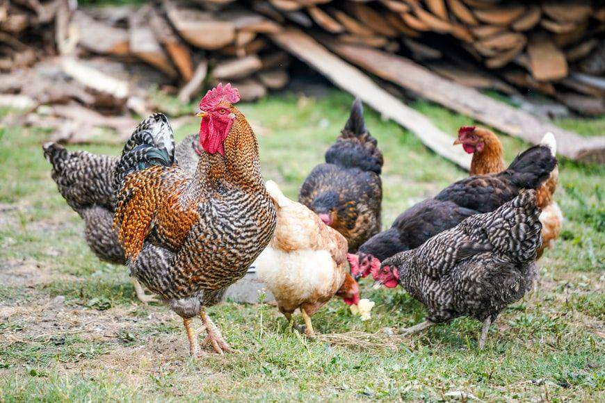 ilustrasi ayam (unsplash.com/Zosia Korcz)