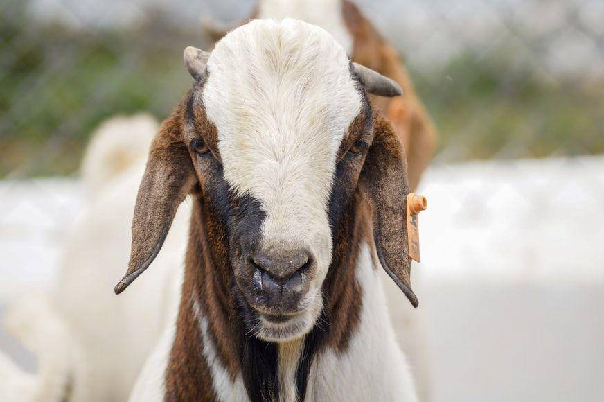 ilustrasi kambing (unsplash.com/Jorge Salvador)
