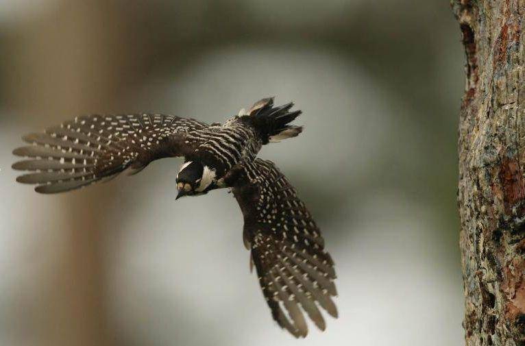 Red cockaded woodpeckers (wildlifedepartment.com)