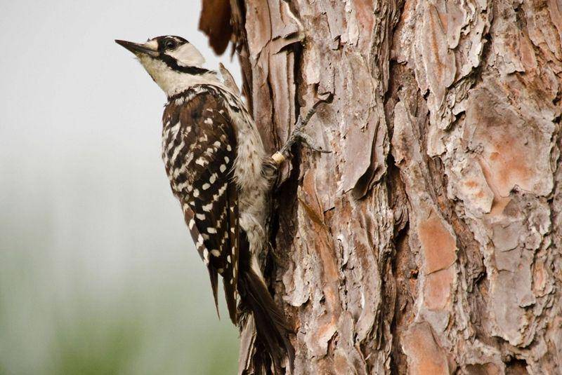 Red cockaded woodpeckers (nature.org)